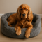 Chiens : Couchage, panier,  coussins