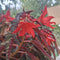Plantes