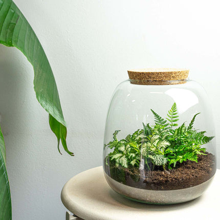 Terrarium Diy Kit - Emma Mini - Diy Kit - ↑ 20 Cm - Ø 19 Cm