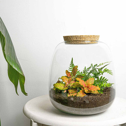 Terrarium Diy Kit - Emma Mini - Diy Kit - ↑ 20 Cm - Ø 19 Cm