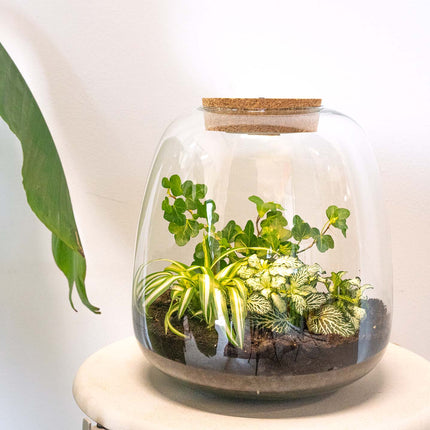 Terrarium Diy Kit - Emma - Diy Kit - ↑ 25 Cm - Ø 23 Cm