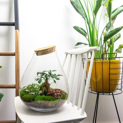 Terrarium Diy Kit - Drop Xxl Bonsai - Bottle Garden - ↑ 43 Cm