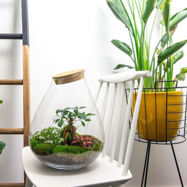 Terrarium Diy Kit - Drop Xxl Bonsai - Bottle Garden - ↑ 43 Cm