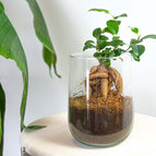 Without heart / Ficus Ginseng Bonsai