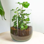 Without heart / Hedera Helix