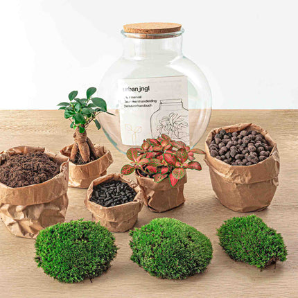 Terrarium Diy Kit - Teddy Bonsai - Bottle Garden - ↑ 26,5 Cm