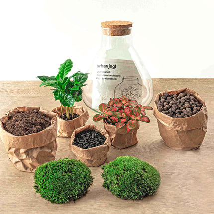 Terrarium Diy Kit - Sammie Coffea - Bottle Garden - ↑ 27 Cm