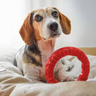 Ferplast Jouet Dentaire Pour Chien Smile L