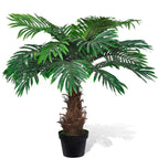 1 / palmier cycus / 80 cm