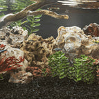 Marron / 5-30 cm (25 kg)