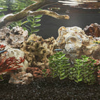 Multicolore / 10-30 cm (10 kg)