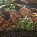 Rouge / 10-30 cm (25 kg)