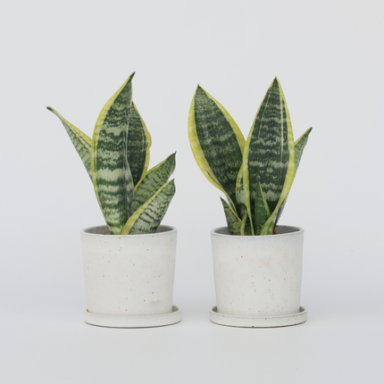 Ookch Langue De Belle-Mère - Set De 2 - Sansevieria Futura Superba - H35-40Cm - ⌀12Cm