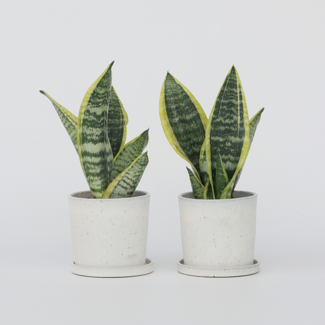 Ookch Langue De Belle-Mère - Set De 2 - Sansevieria Futura Superba - H35-40Cm - ⌀12Cm