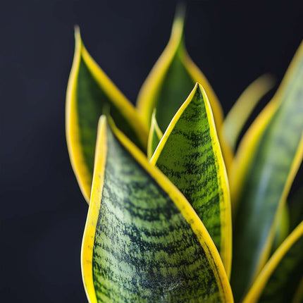 Ookch Langue De Belle-Mère - Set De 2 - Sansevieria Futura Superba - H35-40Cm - ⌀12Cm