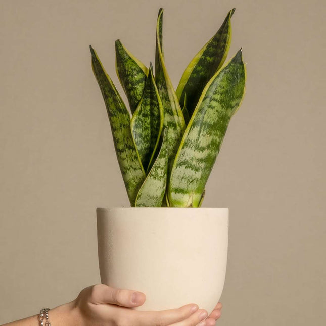 Ookch Langue De Belle-Mère - Set De 2 - Sansevieria Futura Superba - H35-40Cm - ⌀12Cm