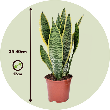 Ookch Langue De Belle-Mère - Set De 2 - Sansevieria Futura Superba - H35-40Cm - ⌀12Cm