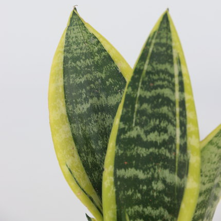 Ookch Langue De Belle-Mère - Set De 2 - Sansevieria Futura Superba - H35-40Cm - ⌀12Cm