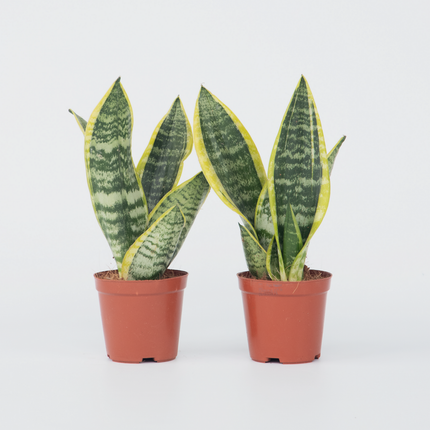 Ookch Langue De Belle-Mère - Set De 2 - Sansevieria Futura Superba - H35-40Cm - ⌀12Cm