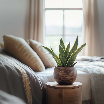 Ookch Langue De Belle-Mère - Set De 2 - Sansevieria Futura Superba - H35-40Cm - ⌀12Cm