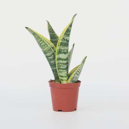 Ookch Langue De Belle-Mère - Sanseviera 'Futura Superba' - Hauteur 35-40Cm - ⌀12Cm