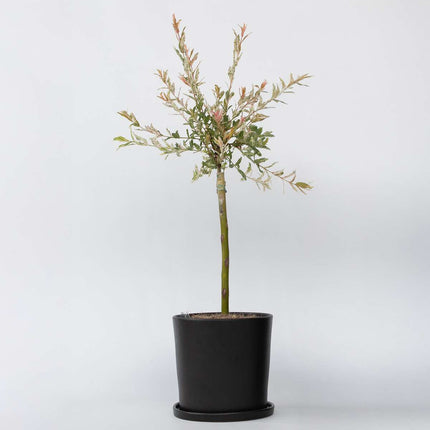 Ookch Saule Crevette - Salix Integra 'Flamingo' - Hauteur 60-80Cm - Pot 17Cm