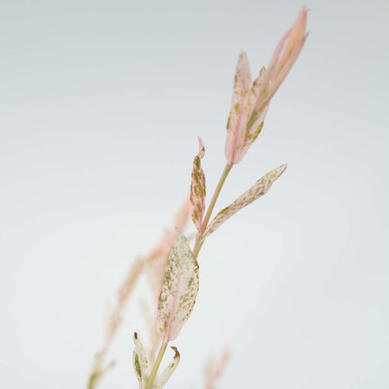 Ookch Saule Crevette - Salix Integra 'Flamingo' - Hauteur 60-80Cm - Pot 17Cm
