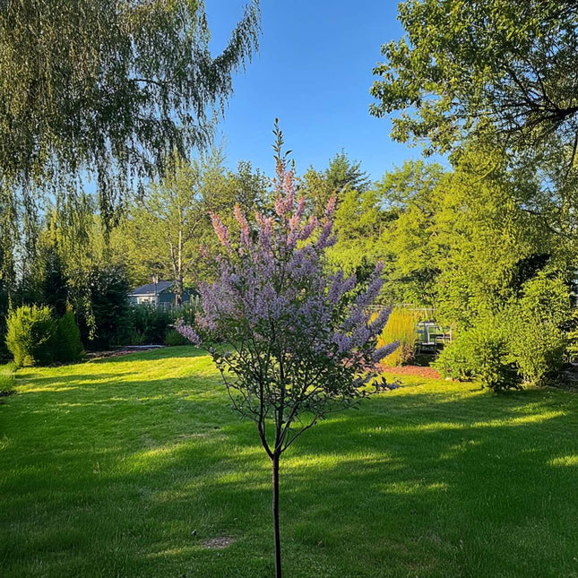 Ookch Saule Crevette - Salix Integra 'Flamingo' - Hauteur 60-80Cm - Pot 17Cm