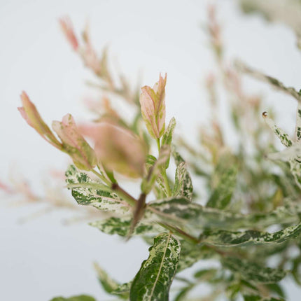 Ookch Saule Crevette - Salix Integra 'Flamingo' - Hauteur 60-80Cm - Pot 17Cm