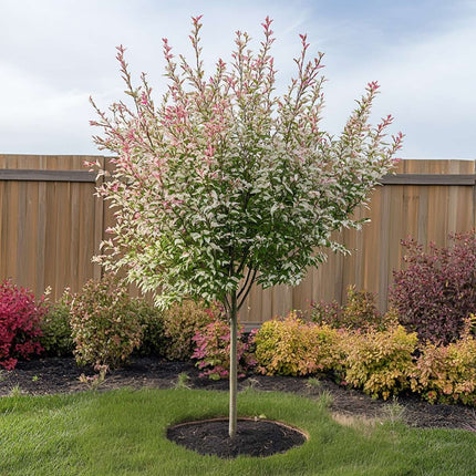 Ookch Saule Crevette - Salix Integra 'Flamingo' - Hauteur 60-80Cm - Pot 17Cm