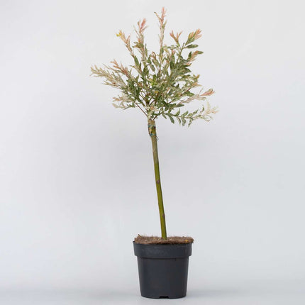 Ookch Saule Crevette - Salix Integra 'Flamingo' - Hauteur 60-80Cm - Pot 17Cm