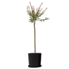 Ookch Saule Crevette - Salix Integra 'Flamingo' - Hauteur 90-110Cm - Pot 19Cm