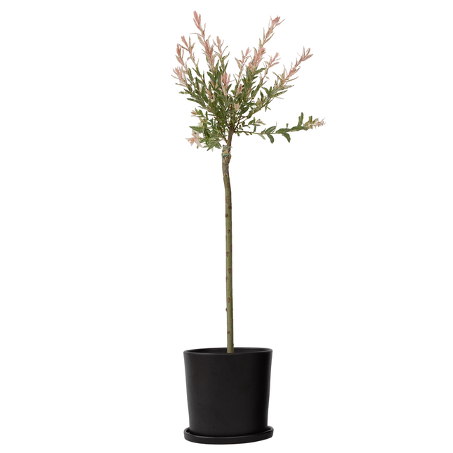 Ookch Saule Crevette - Salix Integra 'Flamingo' - Hauteur 90-110Cm - Pot 19Cm
