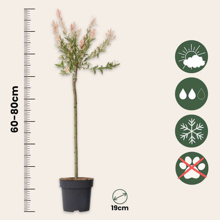 Ookch Saule Crevette - Salix Integra 'Flamingo' - Hauteur 90-110Cm - Pot 19Cm