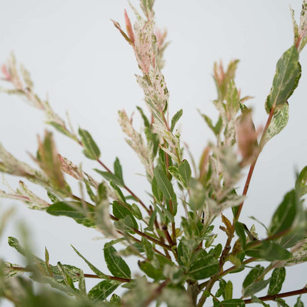 Ookch Saule Crevette - Salix Integra 'Flamingo' - Hauteur 90-110Cm - Pot 19Cm