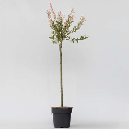 Ookch Saule Crevette - Salix Integra 'Flamingo' - Hauteur 90-110Cm - Pot 19Cm