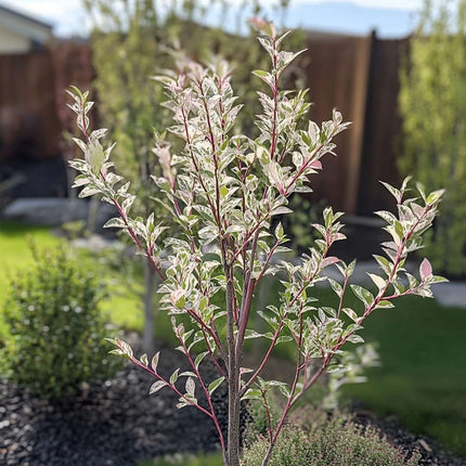 Ookch Saule Crevette - Salix Integra 'Flamingo' - Hauteur 90-110Cm - Pot 19Cm