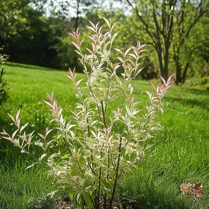 Ookch Saule Crevette - Salix Integra 'Flamingo' - Hauteur 90-110Cm - Pot 19Cm
