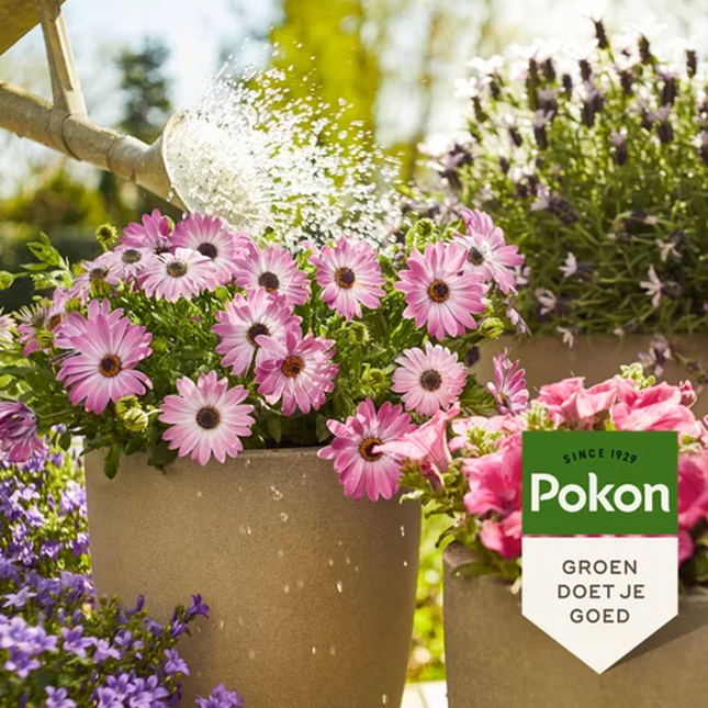 Alleu Pokon Engrais Liquide Pour Plantes De Terrasse Et De Balcon – 500 Ml