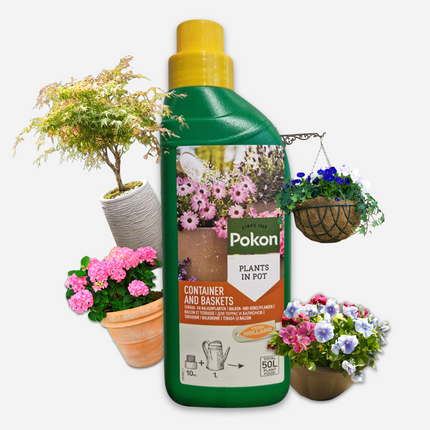 Alleu Pokon Engrais Liquide Pour Plantes De Terrasse Et De Balcon – 500 Ml
