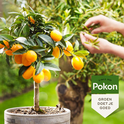 Alleu Pokon - Engrais Liquide Pour Plantes Méditerranéennes - 500 Ml