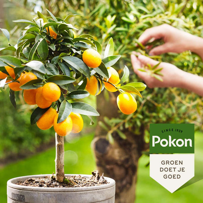 Alleu Pokon - Engrais Liquide Pour Plantes Méditerranéennes - 500 Ml