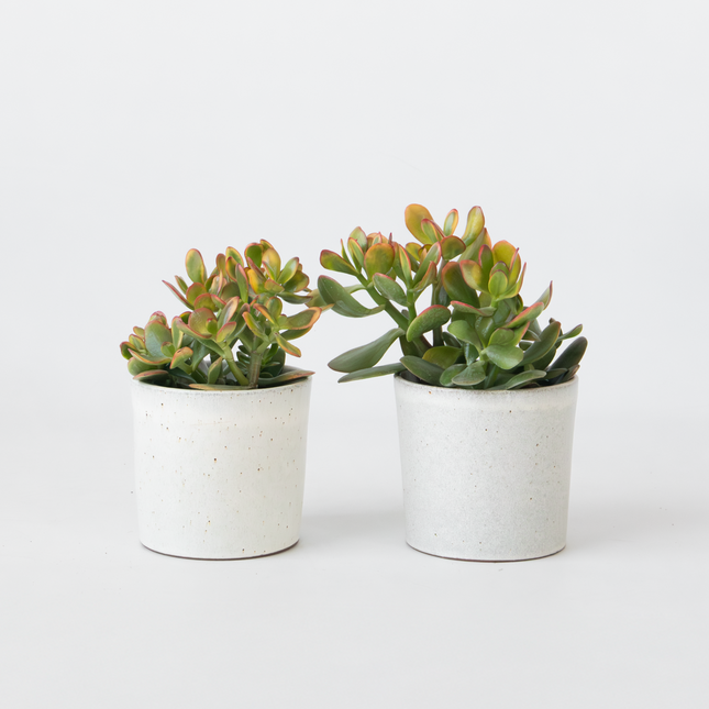 Ookch Arbre De Jade - Lot De 2 - Crassula Ovata 'Sunset' - Hauteur 15-20Cm - ⌀12Cm