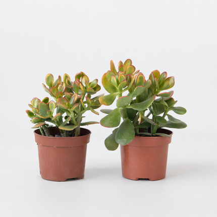 Ookch Arbre De Jade - Lot De 2 - Crassula Ovata 'Sunset' - Hauteur 15-20Cm - ⌀12Cm