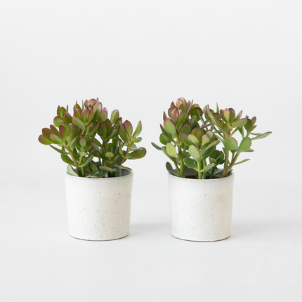 Ookch Arbre À Jade - Lot 2 - Crassula Ovata - Hauteur 15-25Cm - Ø12Cm