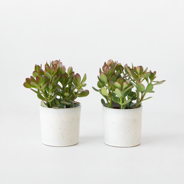 Ookch Arbre À Jade - Lot 2 - Crassula Ovata - Hauteur 15-25Cm - Ø12Cm
