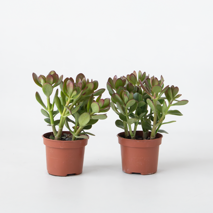 Ookch Arbre À Jade - Lot 2 - Crassula Ovata - Hauteur 15-25Cm - Ø12Cm