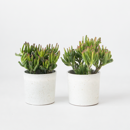 Ookch Arbre De Jade - Lot 2 - Crassula Ovata 'Hobbit' - Hauteur 10-20Cm - ⌀12Cm