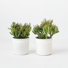 Ookch Arbre De Jade - Lot 2 - Crassula Ovata 'Hobbit' - Hauteur 10-20Cm - ⌀12Cm