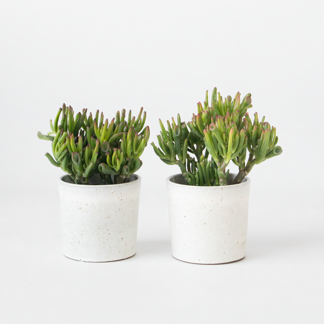 Ookch Arbre De Jade - Lot 2 - Crassula Ovata 'Hobbit' - Hauteur 10-20Cm - ⌀12Cm
